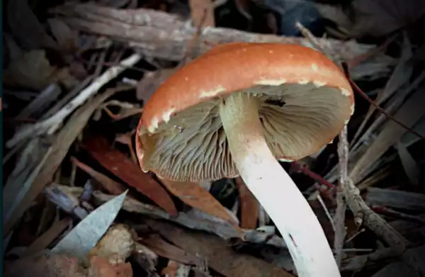 Women Get Instant Orgasm by simply Smelling this Hawaiian Mushrooms